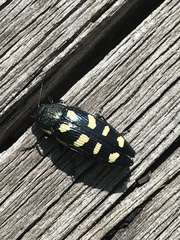 Buprestis octoguttata