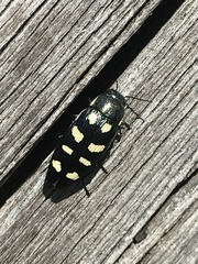 Buprestis octoguttata