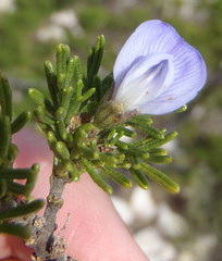 Psoralea vanberkelae