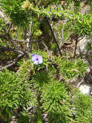 Psoralea vanberkelae