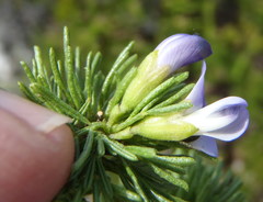 Psoralea vanberkelae