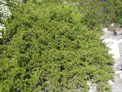 Psoralea vanberkelae