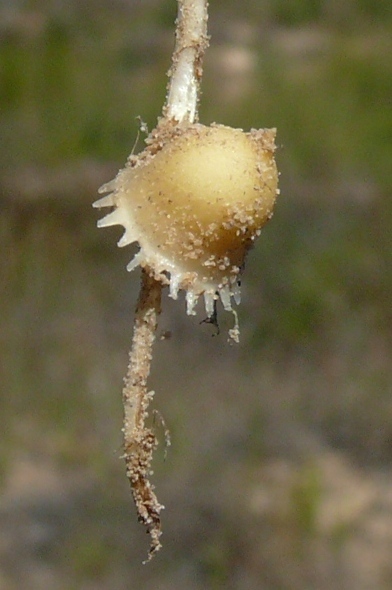 Lapeirousia divaricata, Avontuur Grasberg River: Maskam Nature Reserve