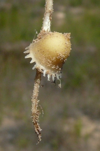 Lapeirousia divaricata