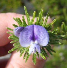 Psoralea vanberkelae
