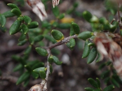 Cryptandra propinqua