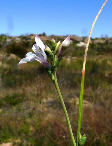 Lapeirousia divaricata