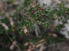 Cryptandra propinqua