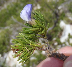 Psoralea vanberkelae