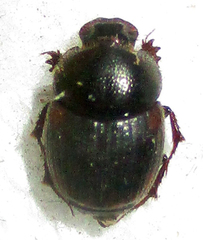 Onthophagus quadrimaculatus