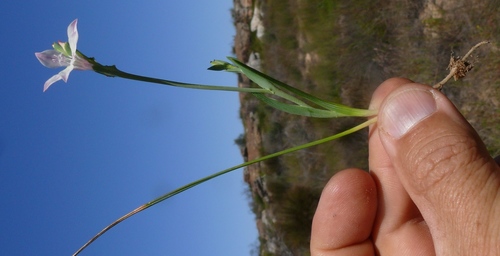 Lapeirousia divaricata