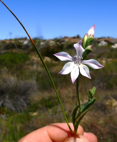 Lapeirousia divaricata
