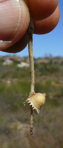 Lapeirousia divaricata