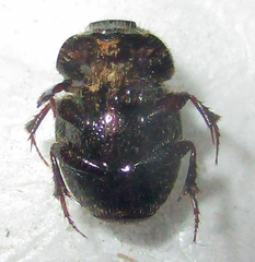 Onthophagus quadrimaculatus