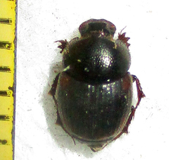 Onthophagus quadrimaculatus