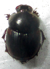 Onthophagus quadrimaculatus