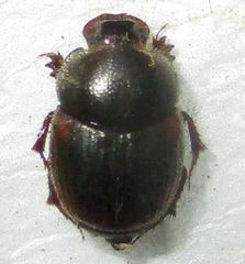 Onthophagus quadrimaculatus