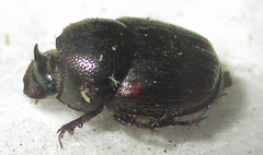Onthophagus quadrimaculatus