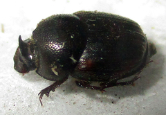 Onthophagus quadrimaculatus
