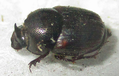 Onthophagus quadrimaculatus