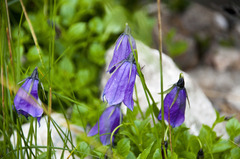 Campanula pulla