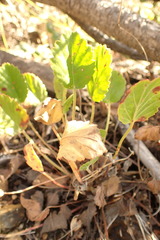Pelargonium ovale