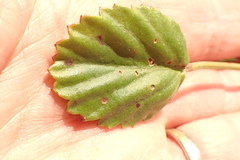 Pelargonium ovale