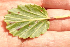 Pelargonium ovale
