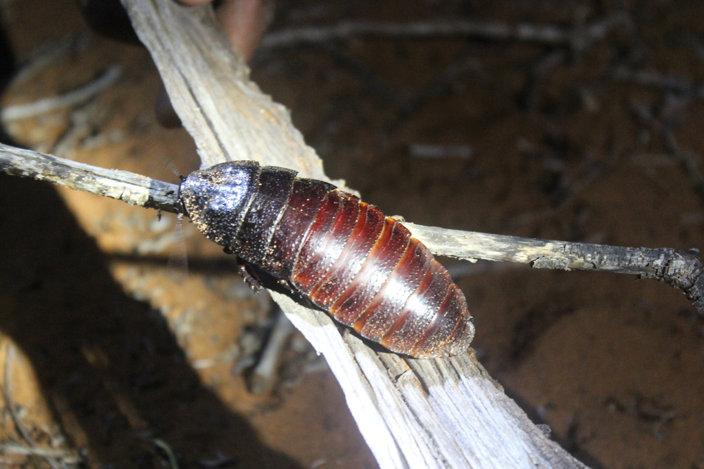 giant hissing cockroach