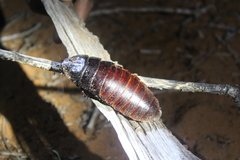 Madagascar Hissing Cockroach