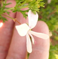 Pelargonium ternatum