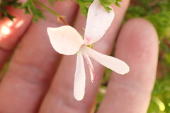 Pelargonium ternatum