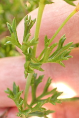 Pelargonium ternatum