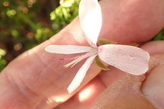 Pelargonium ternatum