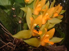 Lycaste aromatica