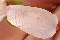 Pelargonium ternatum