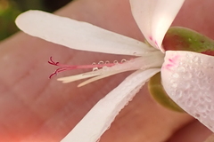Pelargonium ternatum