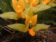 Lycaste aromatica