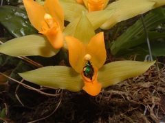Lycaste aromatica