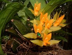 Lycaste aromatica