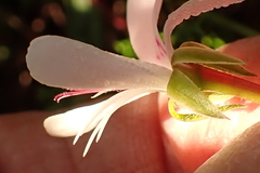 Pelargonium ternatum