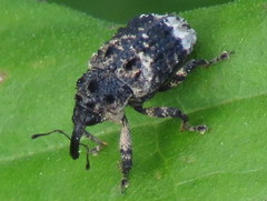 Cryptorhynchus lapathi