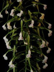 Epidendrum piliferum