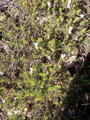 Pelargonium ternatum