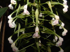 Epidendrum piliferum