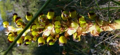 Pterygodium ingeanum