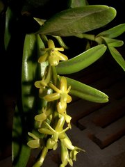 Epidendrum cardiophorum