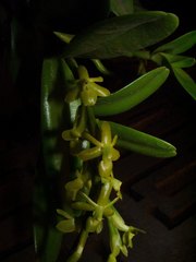 Epidendrum cardiophorum