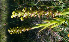 Pterygodium ingeanum