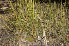 Lomandra juncea